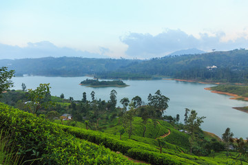  tea plantations high in the mountains