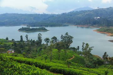  tea plantations high in the mountains