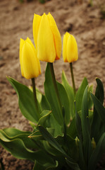Obraz premium Beautiful blossom yellow tulips