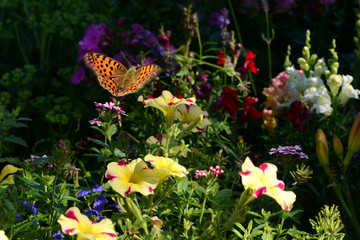Schmetterling 457
