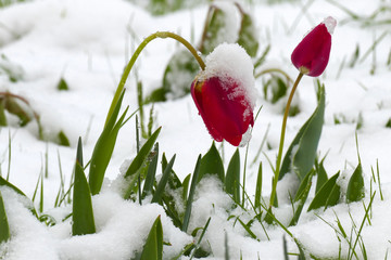 Late snow. The flowers had blossomed when snow came in surprise.