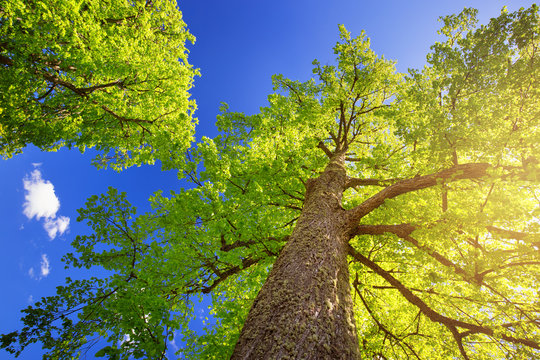 Fototapeta old linden tree foliage in morning light with sunlight