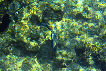Fototapeta na wymiar Multicolored beautiful red sea fish over the thickness of the water on a blurred background of coral reefs and yellow sand. Sharm el-Sheikh, Egypt, screensaver, wallpaper