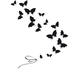 black butterfly, isolated on a white