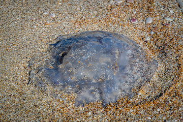 jellyfish in the sand on the beach