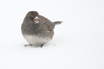 A Dark Eyed Junco picks up bird seed scattered over the snow.