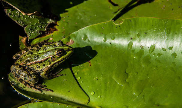 A close top view of a green frog with yellow eyes sitting on a leaf of a water lily. The photo could be good for a bright colorful background.