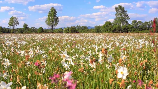 Field of flowering white daffodils. Beautiful flower landscape. Spring flower meadow. Spring bed with beautiful white daffodils. Summer field of white daffodils