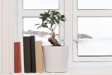 books windowsill plant