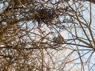 grey squirrel up in tree canopy branches eating