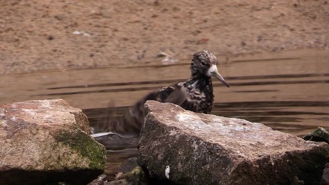 Ruff (Philomachus pugnax) washing itself in the water