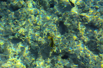 Multicolored beautiful red sea fish over the thickness of the water on a blurred background of coral reefs and yellow sand. Sharm el-Sheikh, Egypt, screensaver, wallpaper