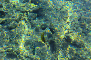 Naklejka na ściany i meble Multicolored beautiful red sea fish over the thickness of the water on a blurred background of coral reefs and yellow sand. Sharm el-Sheikh, Egypt, screensaver, wallpaper