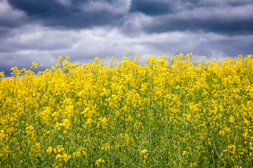 Stormy sky over a blooming rapeseed field - farm crisis concept