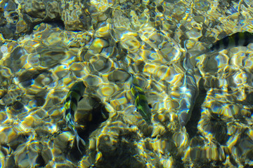 Multicolored beautiful red sea fish over the thickness of the water on a blurred background of coral reefs and yellow sand. Sharm el-Sheikh, Egypt, screensaver, wallpaper