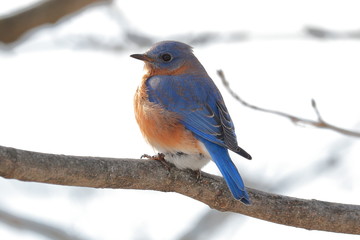 A male Eastern Bluebird perched on a bare tree branch on a cold winter day.