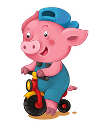 Fototapeta premium cartoon scene with pig riding on a bicycle - on white background - illustration for children