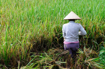 Naklejka na ściany i meble VIetnam - rural scene at harvests of the rice