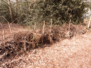 inside forest autumn spring dead foliage wood woodland uk nature landscape