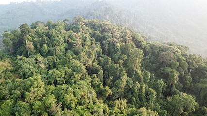 Fototapeta premium Rainforest. Aerial landscape