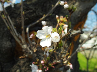 開花の桜の花