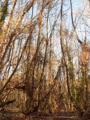 inside wood with many tree bare trunks tall forest woodland nature landscape