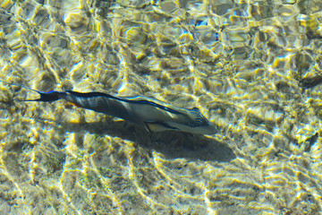 Fototapeta premium Multicolored beautiful red sea fish over the thickness of the water on a blurred background of coral reefs and yellow sand. Sharm el-Sheikh, Egypt.
