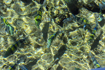 Plakat Multicolored beautiful red sea fish over the thickness of the water on a blurred background of coral reefs and yellow sand. Sharm el-Sheikh, Egypt.