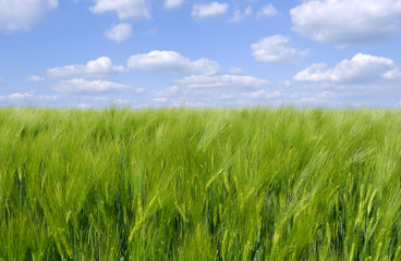 Agriculture: Close up of a growing barley field in May