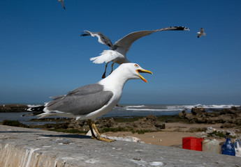 Seagull close up in Essaouira