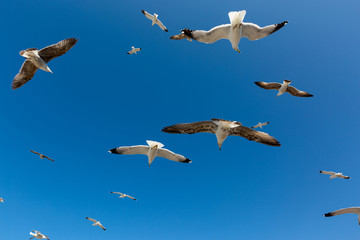 Many seagulls fly against the blue sky