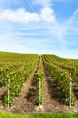 Fototapeta na wymiar Rows of grapevine in a Champagne vineyard under a blue cloudy sky.