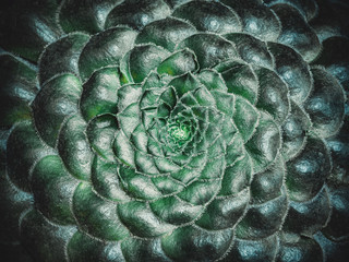 Fototapeta premium Aeonium tabulaeforme. Flat succulent with short green leaves and radial rosette. Beautiful succulents background