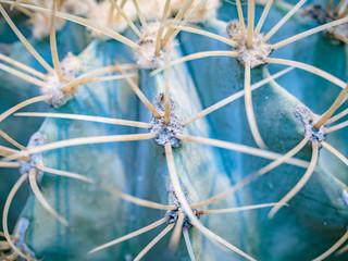 Abstract background of cactus close up. Echinocactus grusonii spineless form. Spine detail of big cactus. Cactus spines