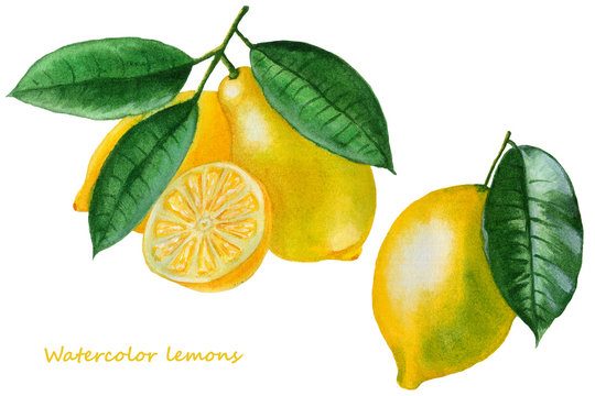 Ripe lemons Watercolor set. Design elements for background, banner,holiday card design. Hand painting artistic texture