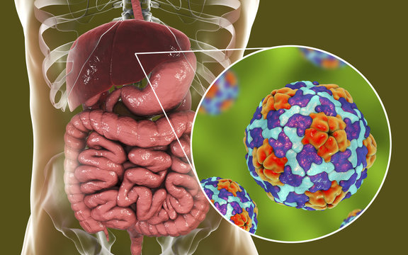 Hepatitis A viruses in liver