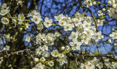 Spring blossom in the UK