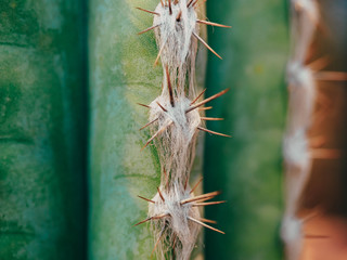 Green Cactus Pachycereus marginatus Closeup Trunk Detail Showing its Spike Rows on the Ribs. Cactus...
