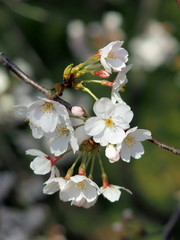 桜の花