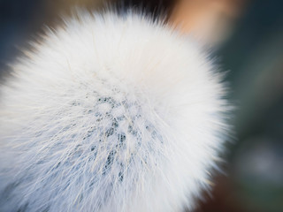 Fluffy cactus plant close up texture background