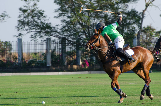 Polo player and horse playing