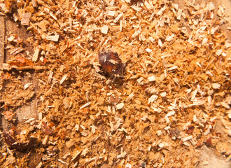 newly cut tree trunk stump woodland forest floor surgery shavings