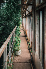 Narrow old passage at abandoned botanical garden