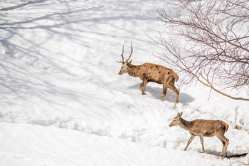 Naklejka na ściany i meble male and female deer walking in the snow in a park in northern I