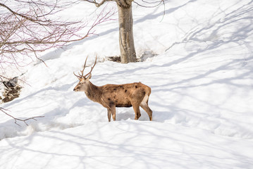 male deer in a park in northern italy on winter