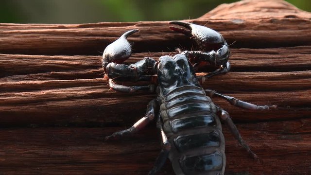 Scorpion in nature background.