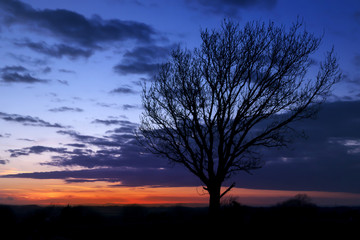 Obraz na płótnie Canvas Single Old Tree on the mountain with colorful sunset and cloudy in the sky on the background. Tree without leaves with dramatic sky in evening at countryside in England