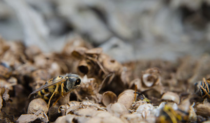 Wespennest im Winter