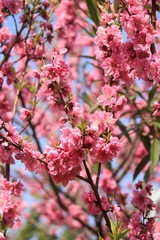 日本の桜
