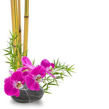  composition florale, bambou orchidée galet